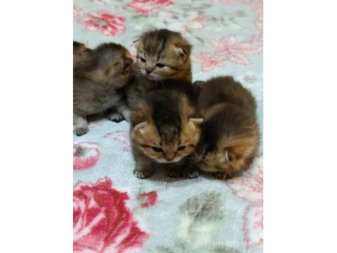 Safkan evde bakılan scottish fold yavrular