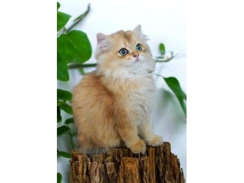 Ny11 golden british longhair yavru