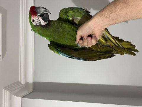 Military macaw papağanı