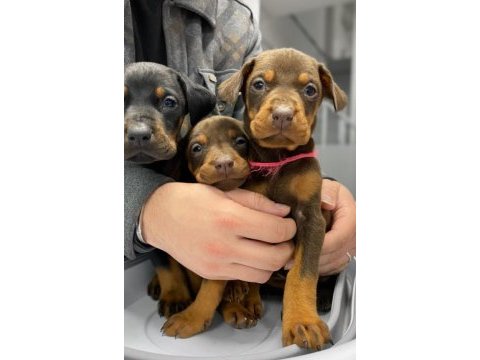 2 aylık saf dobermanlar kızıl siyah