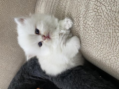 Dünyalar tatlısı gold british longhair yavrularımız 