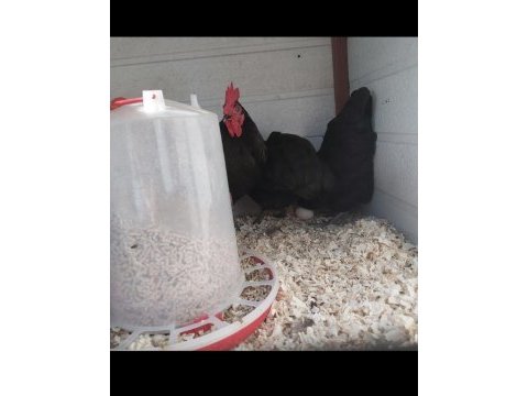 Bantam australorp 4+1