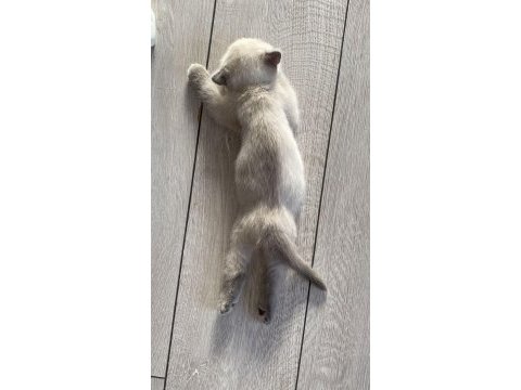 Yavru kedilerimize sıcak yuva