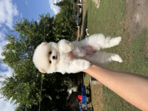 Ayı surat pomeranian boo
