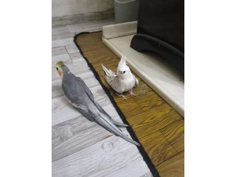 Sultan papağanımı çift olarak satıyorum