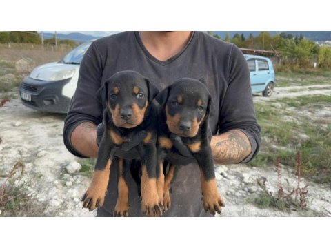 Doberman yavruları