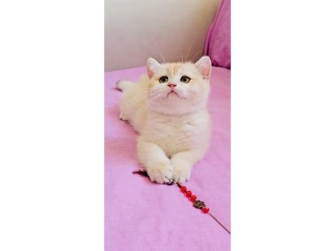 British shorthair çikolata kız
