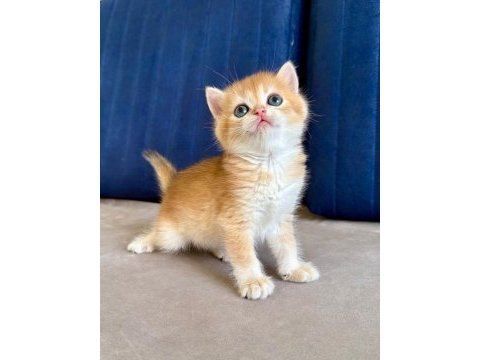 British shorthair erkek golden bebekler