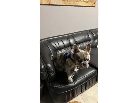 French bulldog 2 yaşında erkek