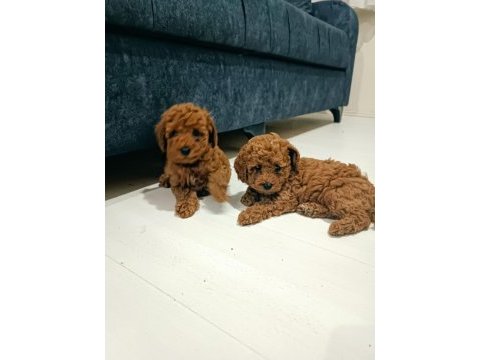2 aylik erkek irk garantili poodle