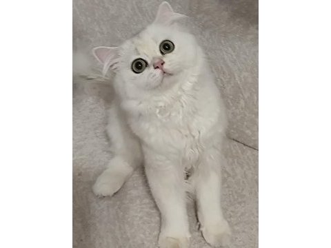 British longhair silver