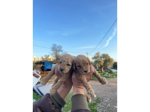 3 kg garantili maltipoo bebekler