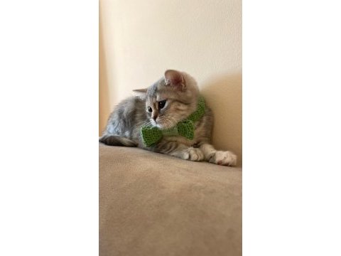 British shorthair melezi
