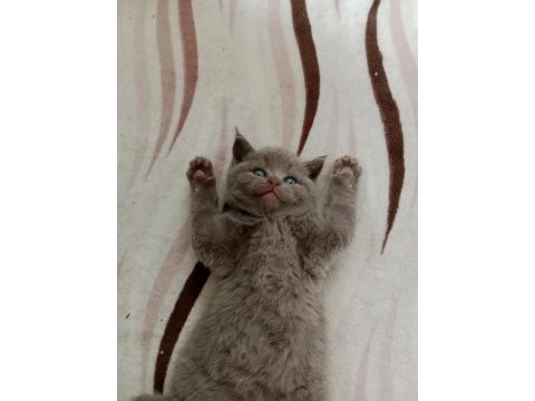 British shorthair kediler