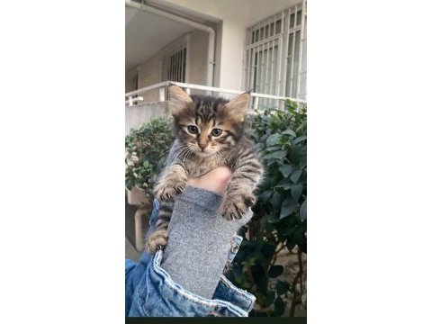 2 aylık çok tatlı benekli tekir