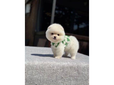Sevimli pomeranian