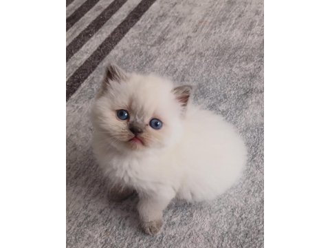 British shorthair yavruları