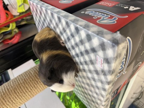 Ginepig yavruları citypetshop