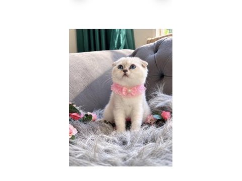 Muhteşem kalitede scottish fold