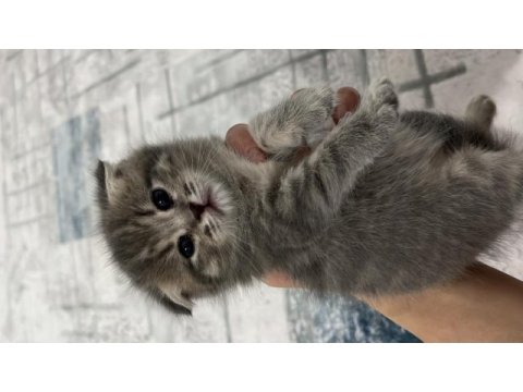 24-25 yaş üstü kişiler yazsın british kedi