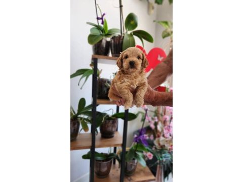 Maltipoo minnaklar