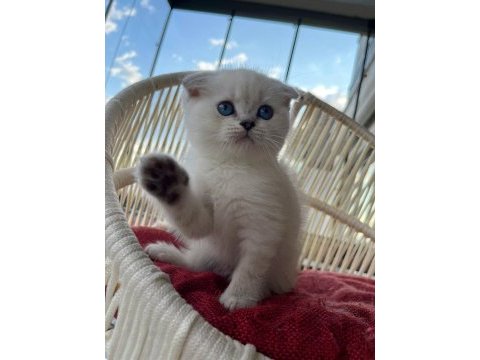 Scottish fold erkek yavrumuz yeni yuvasını arıyor