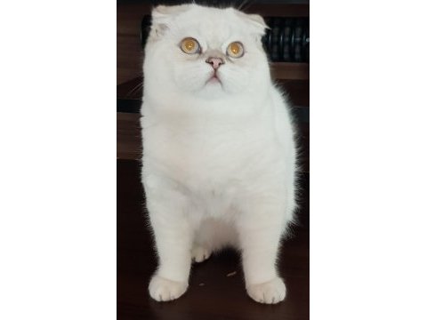 Scottish fold safkan yavrular