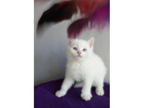 Erkek yavru british shorthair
