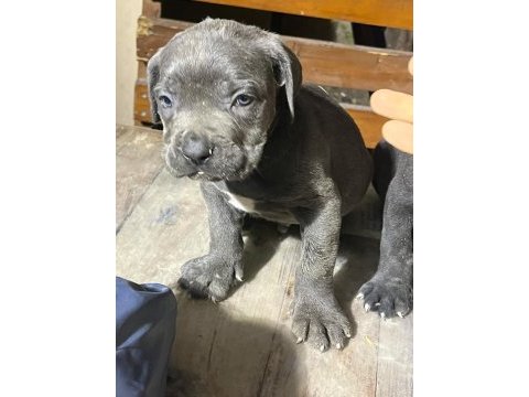 Cane corso 1,5 aylık yavru