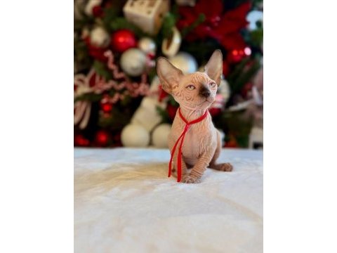 Diamond sphynx kittens ozyfelines