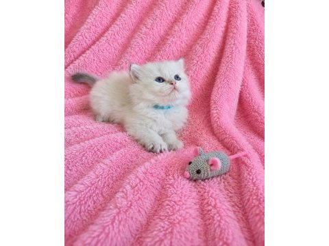 Safkan bebek british longhair mavi gözlü