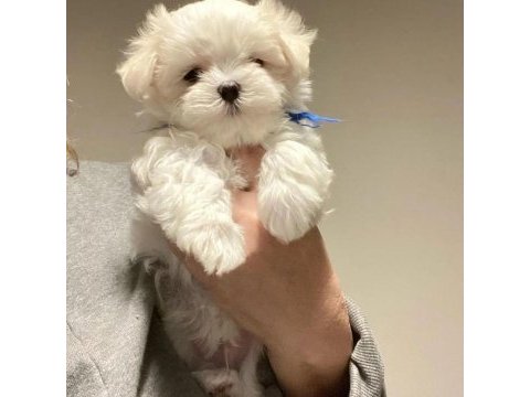 A kalite morkie yavrularımız