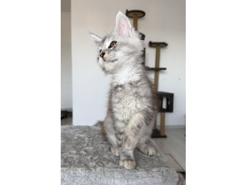 Xxxl maine coon erkek wcf kayıtlı