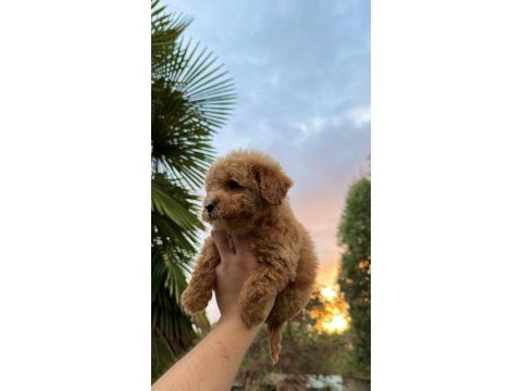 Kore maltipoo tedy face yavrumuz yeni yuvasına hazır