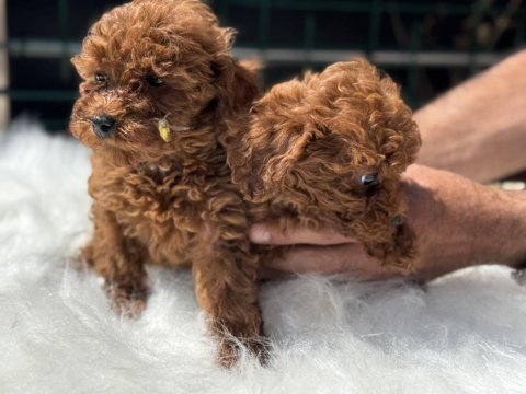 Ankaranın en seçkin toy poodle yavruları