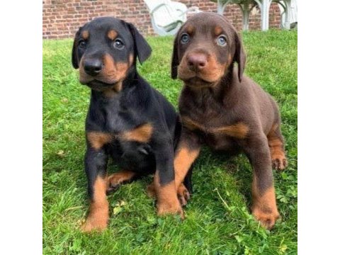 Irkının en iyisi doberman yavrular kapıda ödeme mevcut