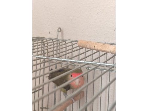 Sevda papağanı 3 aylık tam güzel bir yavru elle alışmaya