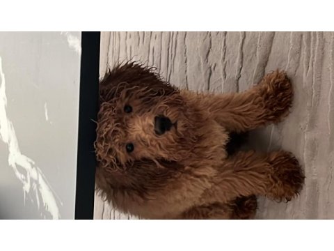 Toy poodle 2 numara aşılı