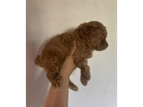 Tüm türkiyeye toy poodle yavru