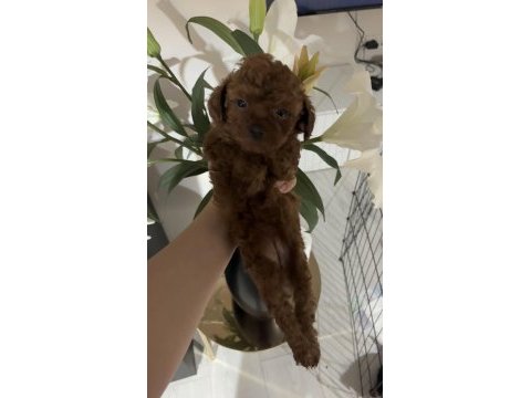 Orjinal saf kan red brown poodle türünün en iyi kalitesi