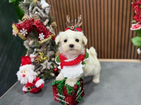 Sevimli maltese terrier