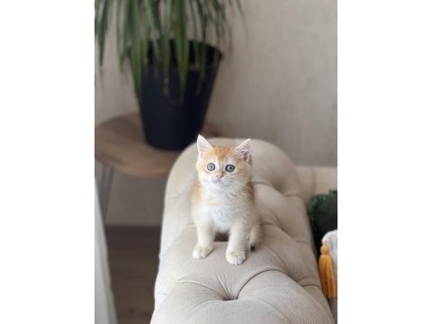Safkan british shorthair golden yavrum