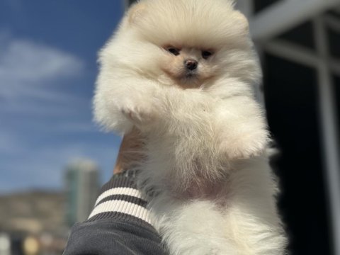 Petmode köpek çiftliğinde ziyarete açık pomeranian