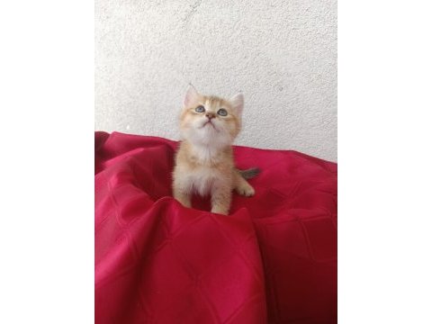 British shorthair yavruları