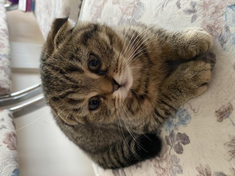 Sahibinden british shorthair