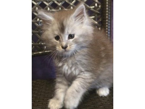 Şecereli maine coon erkek ns24