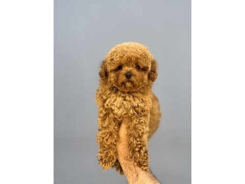 Kore bebek yüzlü mükemmel yapıda poodle oğlumuz