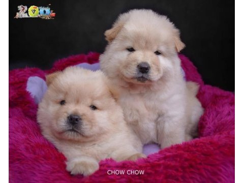 Dişi ve erkek chow chow (çin aslanı) yavrularımız