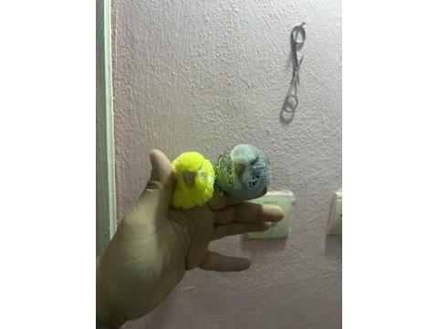 Ele alıştırmalık show jumbo yavrular vasıflı muhabbet kuşlar