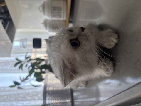 Kedimiz yeni ailesini bekliyor